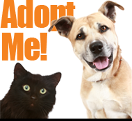 Pet Fair