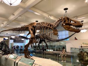 dinosaur bones