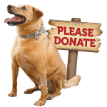 DonateDog