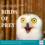 BIRDS OF PREY (1)