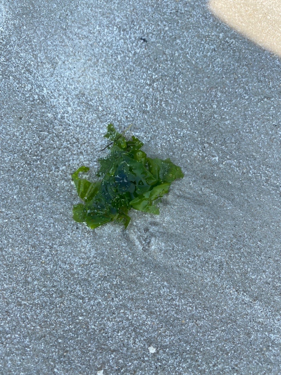 sea weed