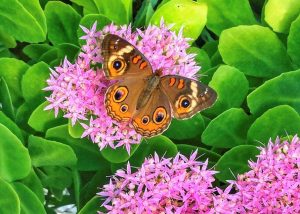 Brown and orange butterfly on purple flowers against green leaves.