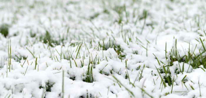 grass sprouting up from the snow.