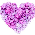 Heart shape made of magenta lilac flowers isolated on white background.