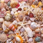 Seashells
