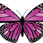 Beautiful purple and black vector Monarch Butterfly –