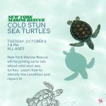 IG Cold Stun Sea Turtles 10_4