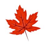 maple-leaf-foliage-free-vector