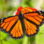 Monarch Butterfly