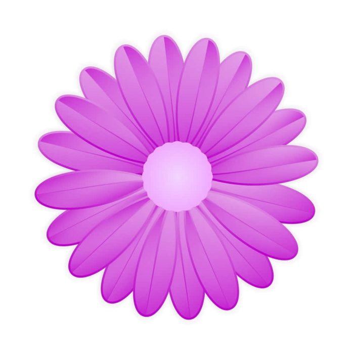 Purple daisy