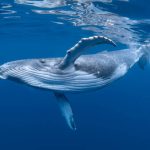 A baby humpback whale swims near the surface in blue water