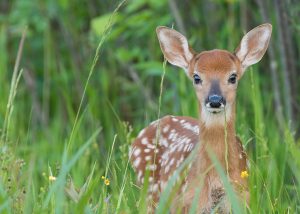 A deer in grass