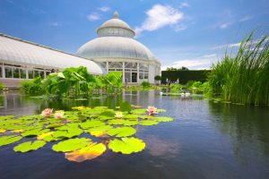 NY Botanical Gardens water lily ponds