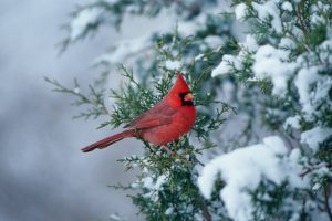 A red cardinal on a showy pine branch.