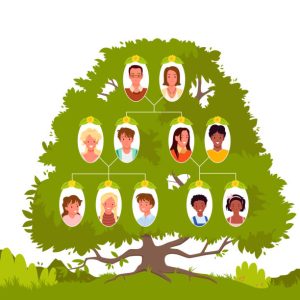 Family tree template with portraits on branches vector illustration. Cartoon generations from grandfather and grandmother, mothers, fathers and siblings isolated on white. Genealogy service concept