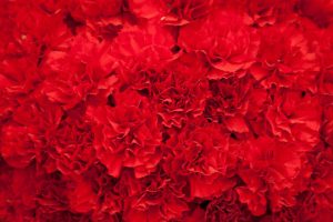 Red carnations