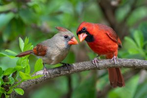 Male and Female Northern Cardinals Perched on Branch of Chinese Fringe Tree