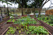 Vegetable Gardens in raised planting beds