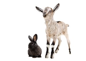 Goat and black rabbit together Isolated on white background