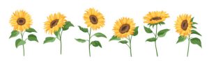 Sunflower flower art illustration. Design material.